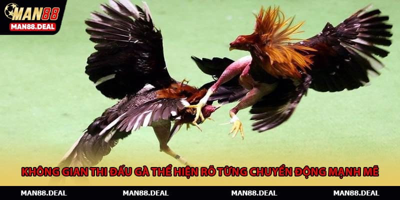 Không gian thi đấu gà thể hiện rõ từng chuyển động mạnh mẽ