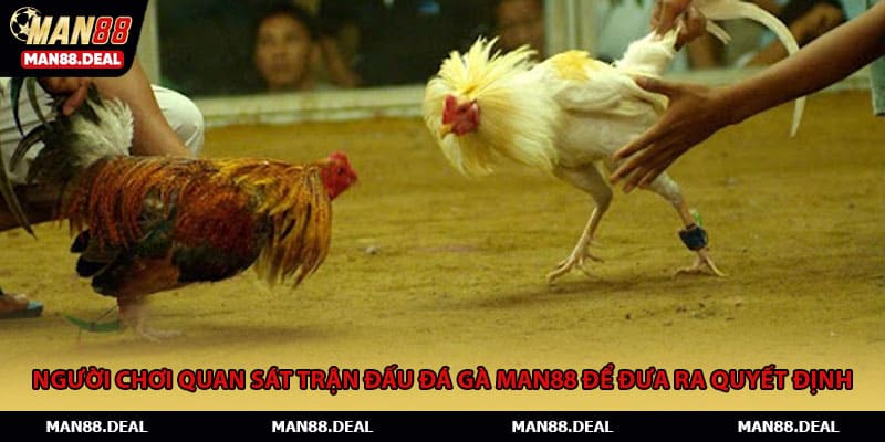 Người chơi quan sát trận đấu đá gà MAN88 để đưa ra quyết định